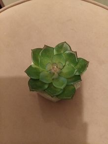 faux plant