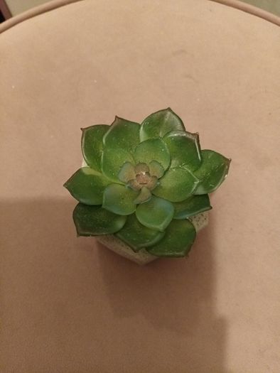faux plant