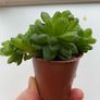 8 Succulents plant Image 3