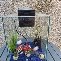 fish tank