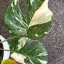Very large Monstera Thai Constellation plant Image 8