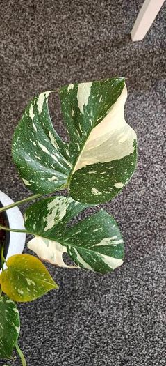 Very large Monstera Thai Constellation plant