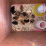 Hatching eggs Image 3
