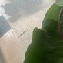 Stick Insects Image 2