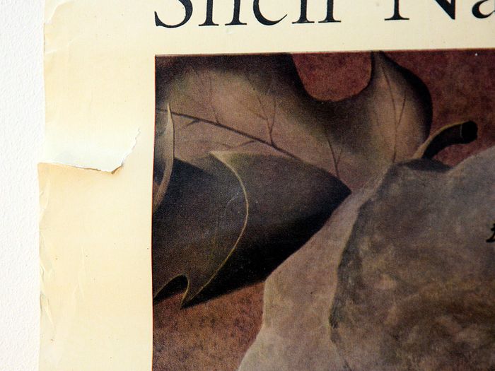 Vintage 1950's Shell Nature Study Beetles poster
