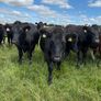 Angus bullocks Image 10