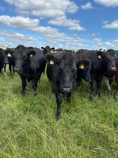 Angus bullocks