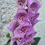 Foxglove plant. White and pink. Bee friendly plants. Image 9