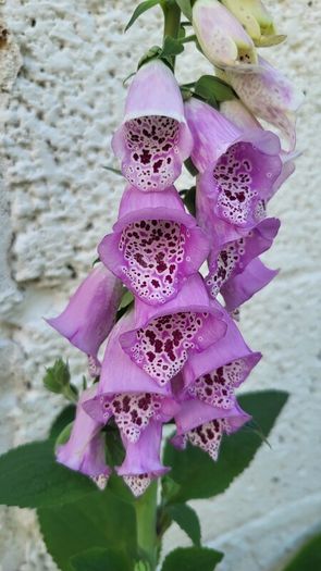 Foxglove plant. White and pink. Bee friendly plants.