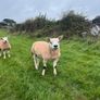Texel rams for sale Image 4