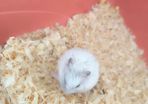 gerbil