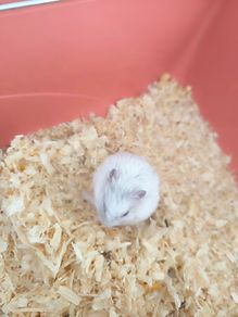 gerbil