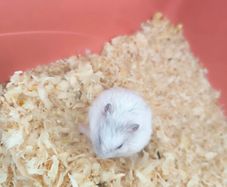 gerbil