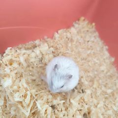 gerbil