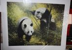 PANDA PAIR