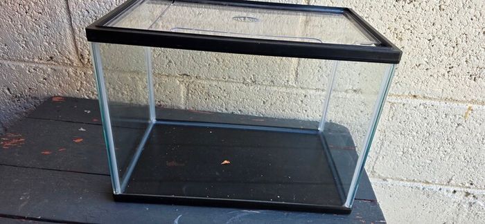 fish aquarium