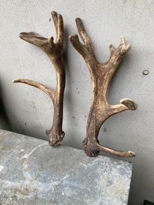 Deer Antlers
