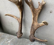Deer Antlers
