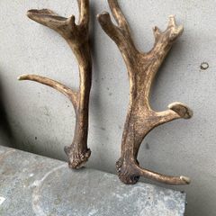 Deer Antlers