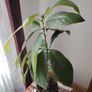 Avokado Image 2