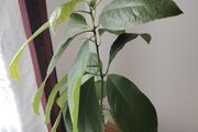 Avokado