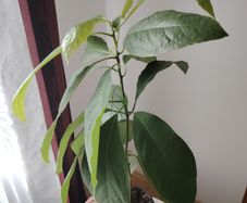 Avokado