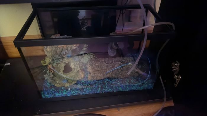 fish tank