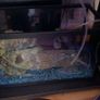 fish tank Image 4