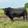 3yr Old Organic Angus Stock Bull Image 2