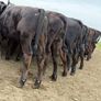 40 Aberdeen Angus Heifers Image 7