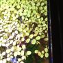 Salvinia Plant floating aquarium tropical fish tank Image 2
