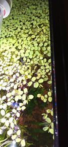 Salvinia Plant floating aquarium tropical fish tank