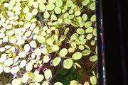 Salvinia Plant floating aquarium tropical fish tank