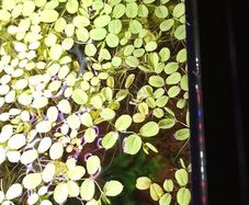 Salvinia Plant floating aquarium tropical fish tank