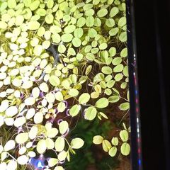 Salvinia Plant floating aquarium tropical fish tank
