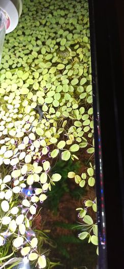 Salvinia Plant floating aquarium tropical fish tank