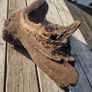 bog oak Image 7
