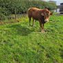 Pedigree Limousin Bulls Image 5