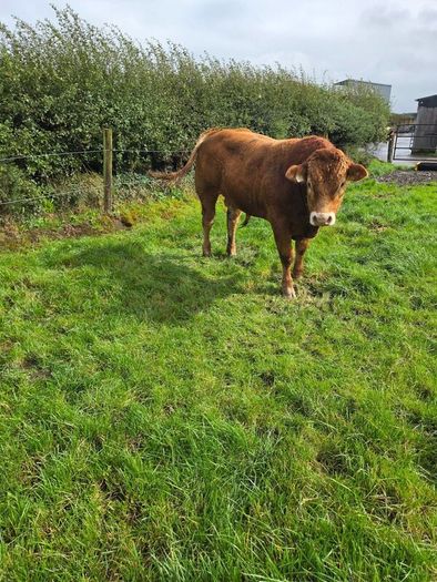 Pedigree Limousin Bulls