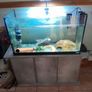 Axolotl X 2 , 200 litre tank and stand Image 5