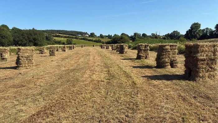 Hay square bales