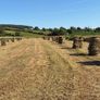 Hay square bales Image 2