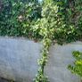 Evergreen jasmine highly scented Image 2