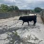 Pedigree Angus Bull Choice of two Image 10