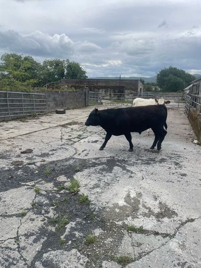 Pedigree Angus Bull Choice of two