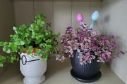 House plant.
