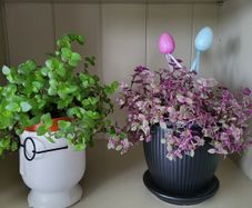 House plant.