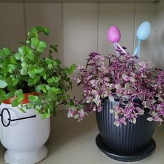 House plant.