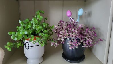 House plant.