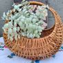 Small Vintage Basket Image 6